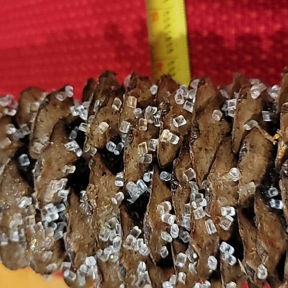 Very Large Pine Cones - Picture 6 of 7